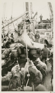 Image of Walrus and dogs on deck of Roosevelt. "Our decks were a mess"